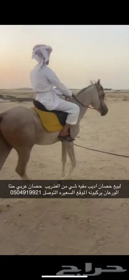 حصان كفو ميشتكي من شي 0