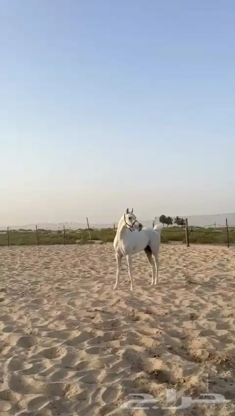 حصان واهو 4