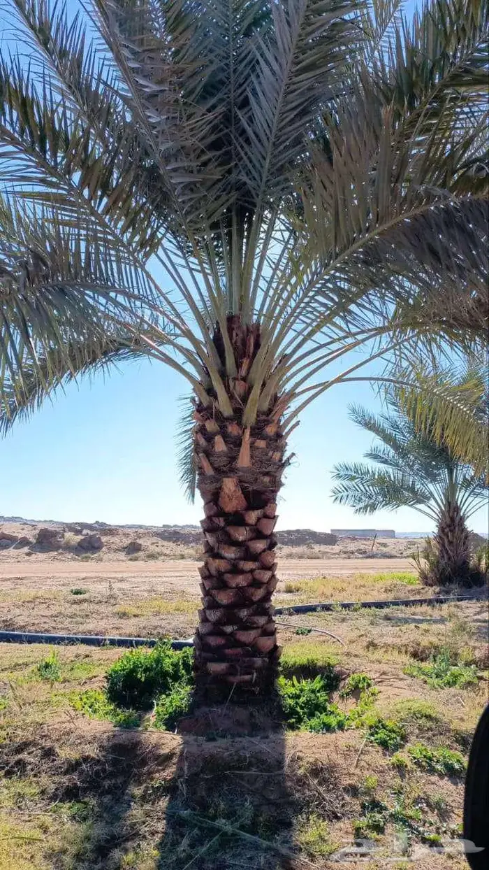 مقاول شبوك تركيب شبوك ونخيل 9