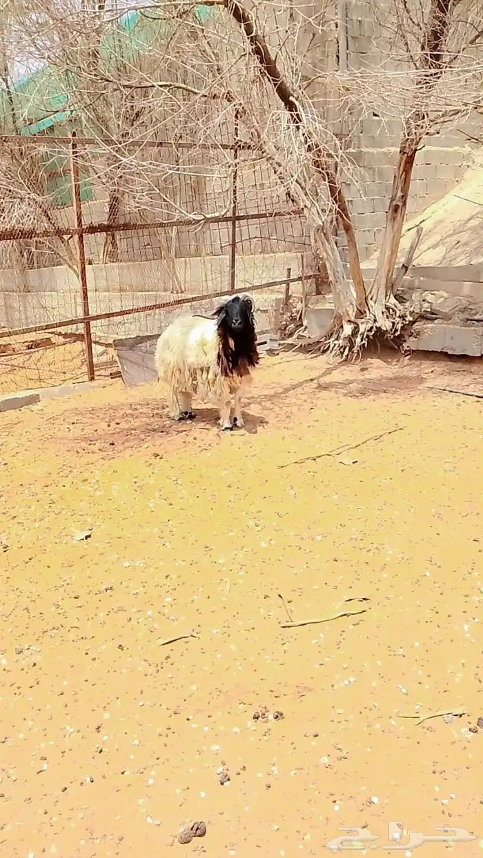 فحل نعيمي جرم ناهي السن تام 0