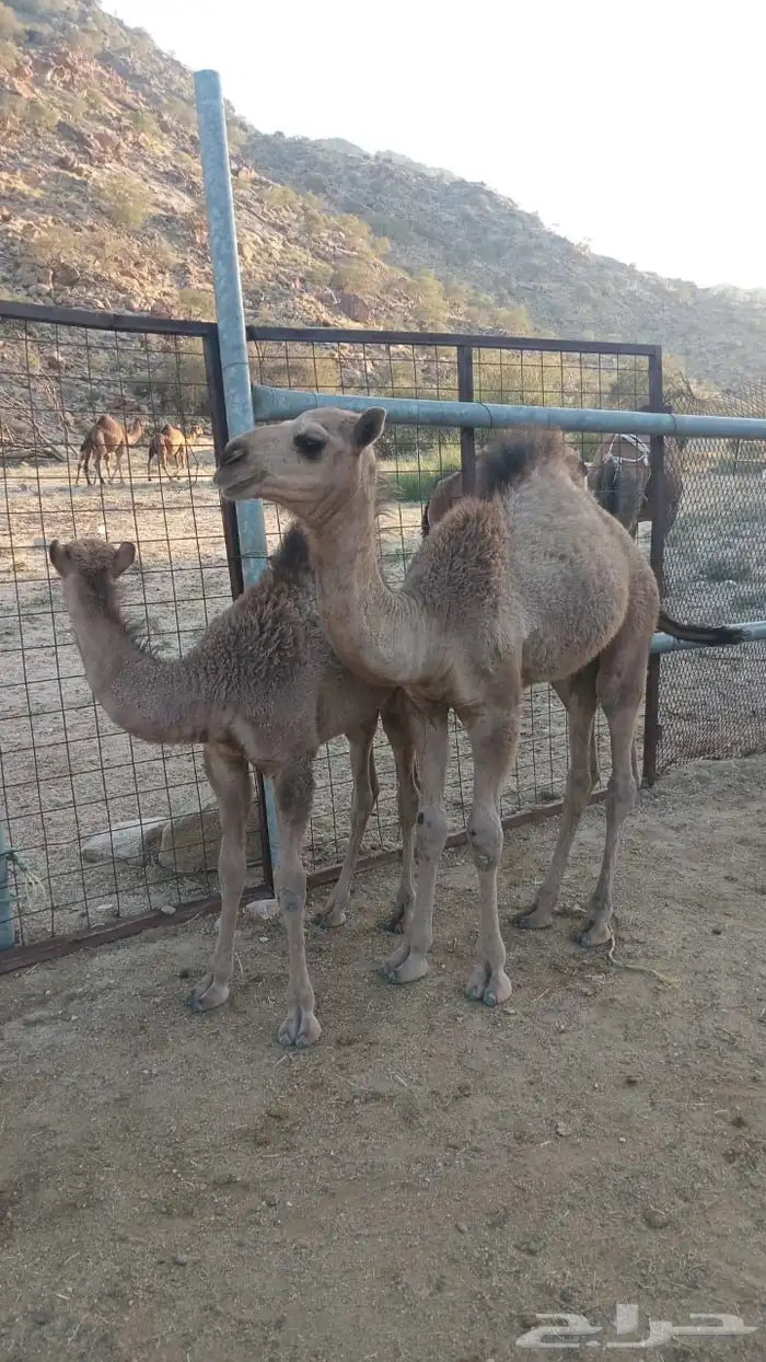 2 قعدان للبيع 1