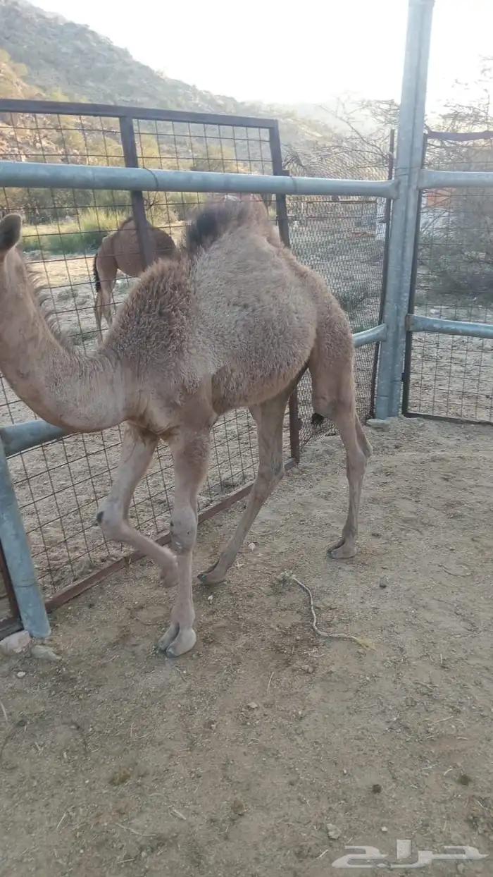 2 قعدان للبيع 0