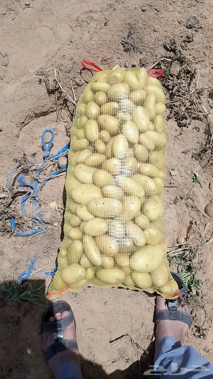بذور بطاطس سبونتا جيل ثاني ولد الهولندي 83طن 0