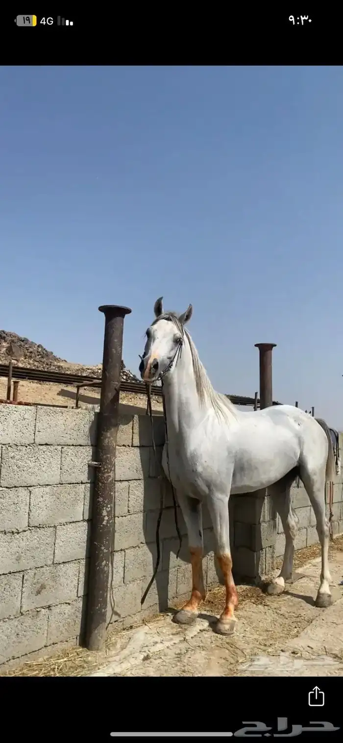 حصان بوراقه حار ماشاءالله تبارك الله 0