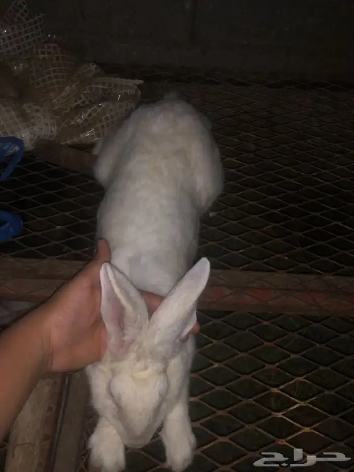 ارانب للبيع 7
