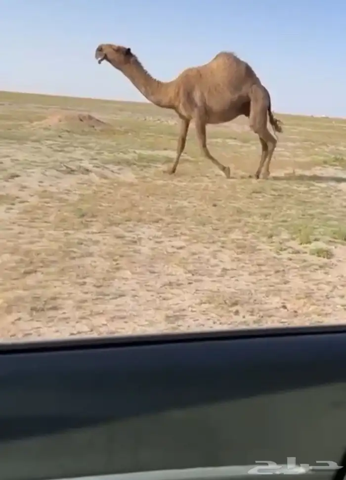 البيع صفرا كفوو 1