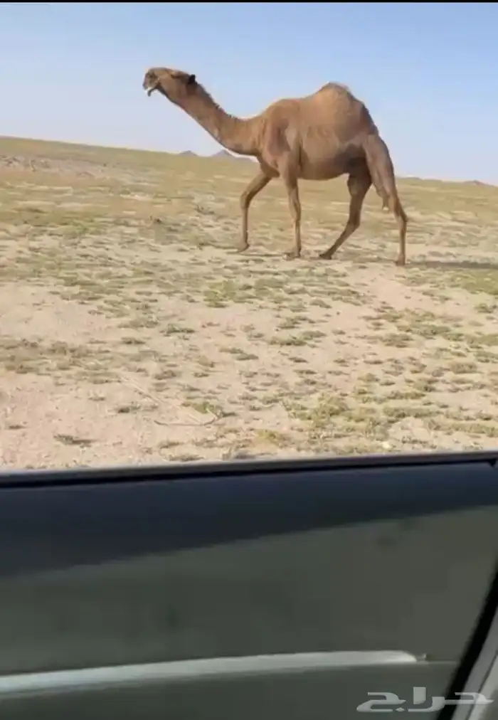 البيع صفرا كفوو 3