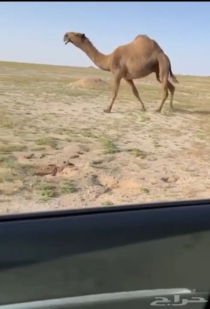 البيع صفرا كفوو 0