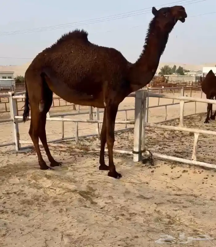 للبيع حقه كفو ابوها ولد ابو عرقوب 0