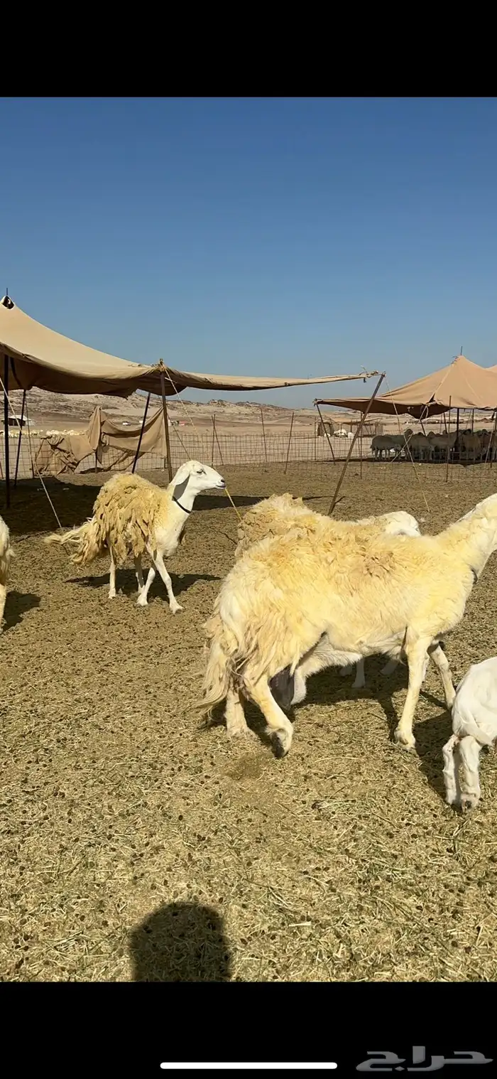 غنم خرية صنف الصنف تمتاز بشعرا الحرشا 59 تحتها 1 6