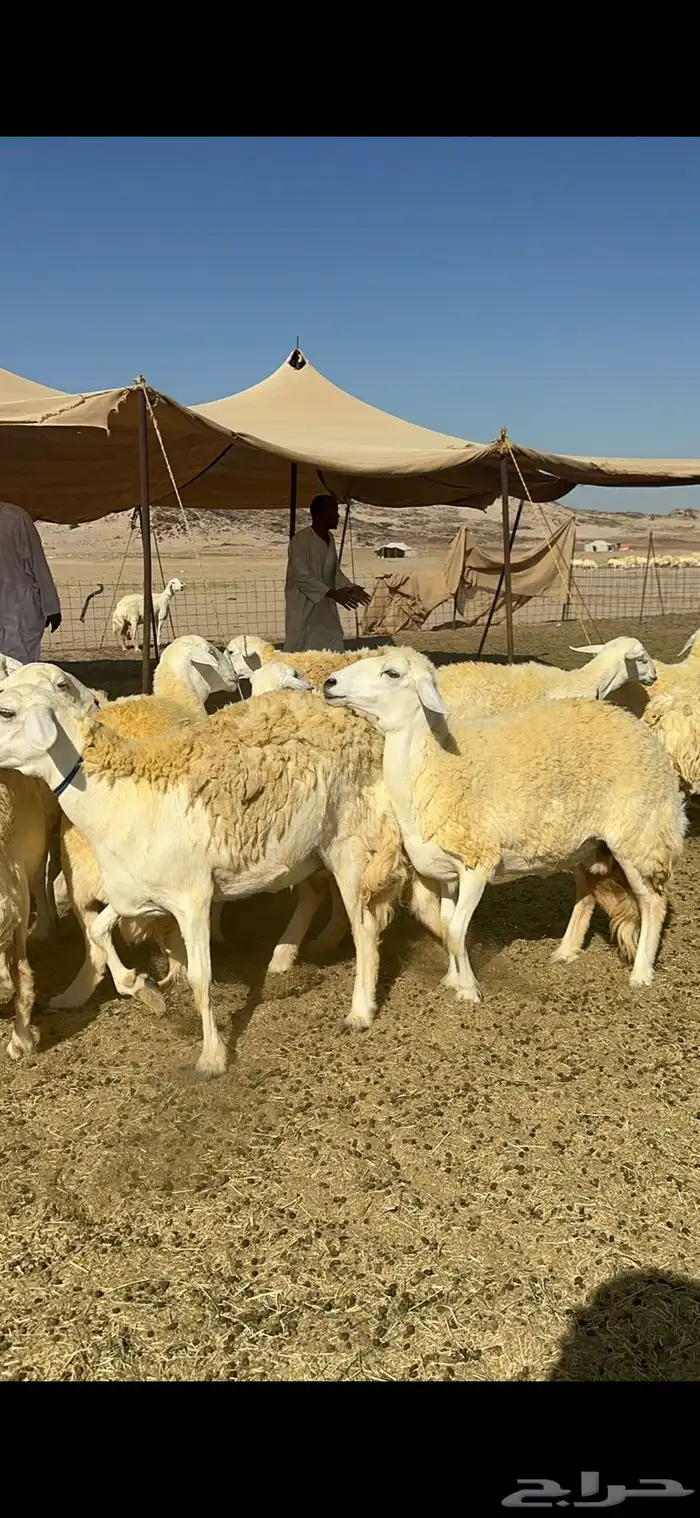 غنم خرية صنف الصنف تمتاز بشعرا الحرشا 59 تحتها 1 13