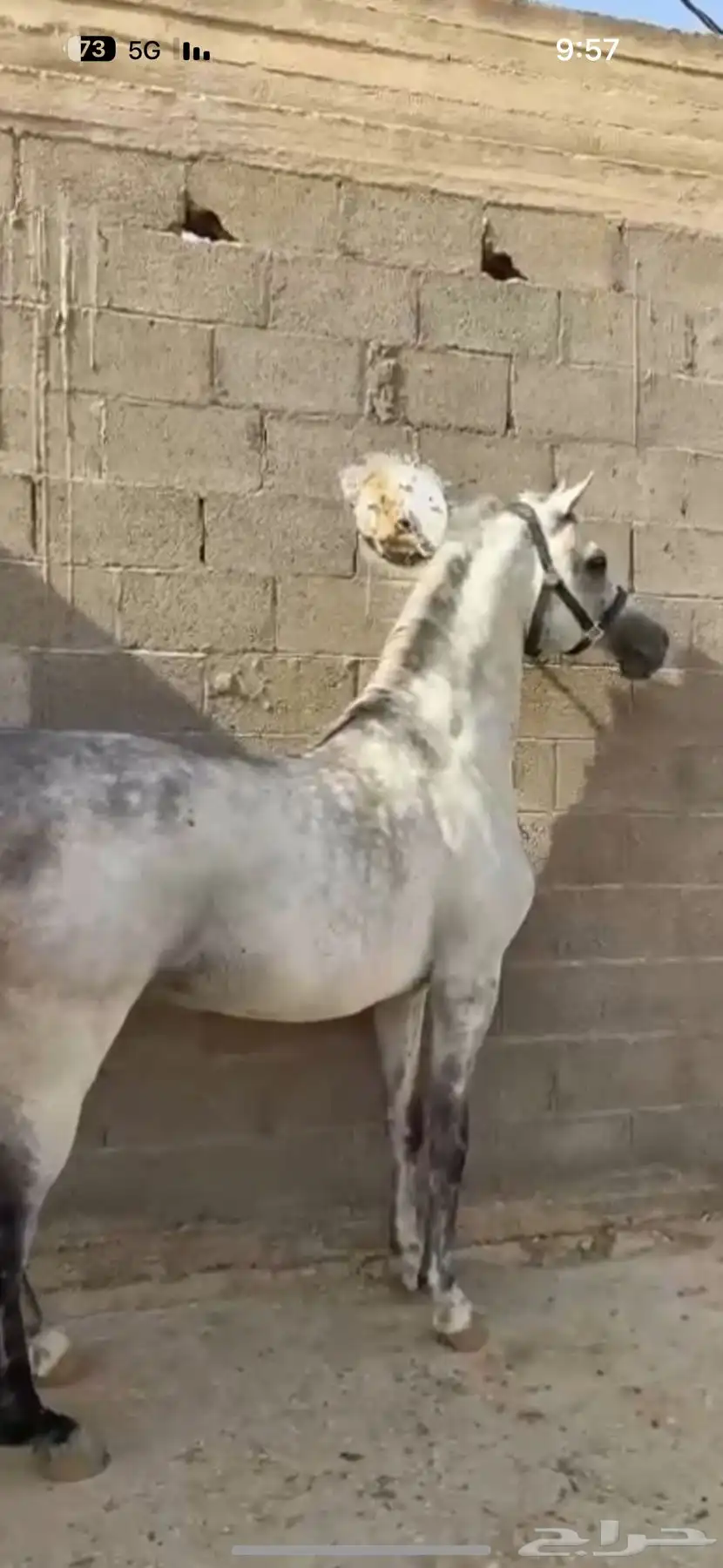 فحل واهو فاخر دماء لعب حركة 9
