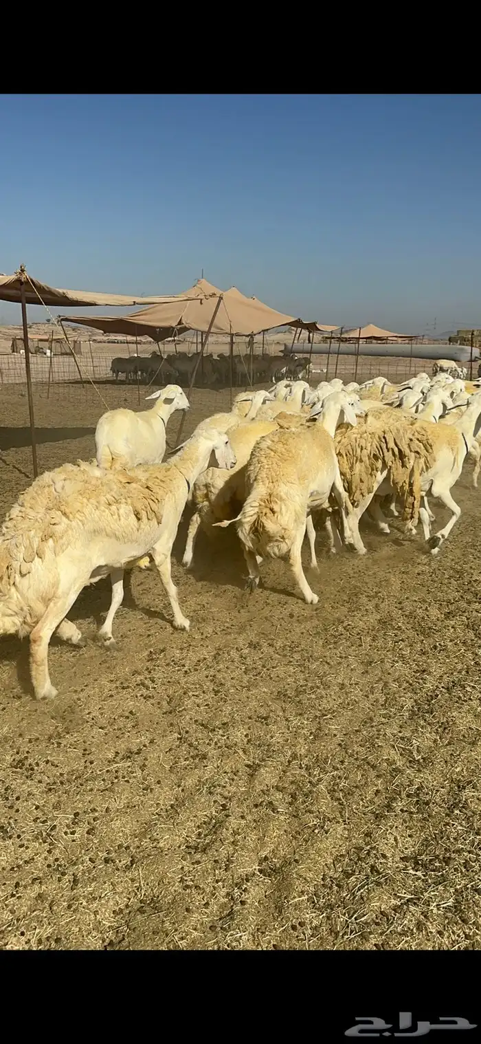 غنم خرية صنف الصنف تمتاز بشعرا الحرشا 59 تحتها 1 10