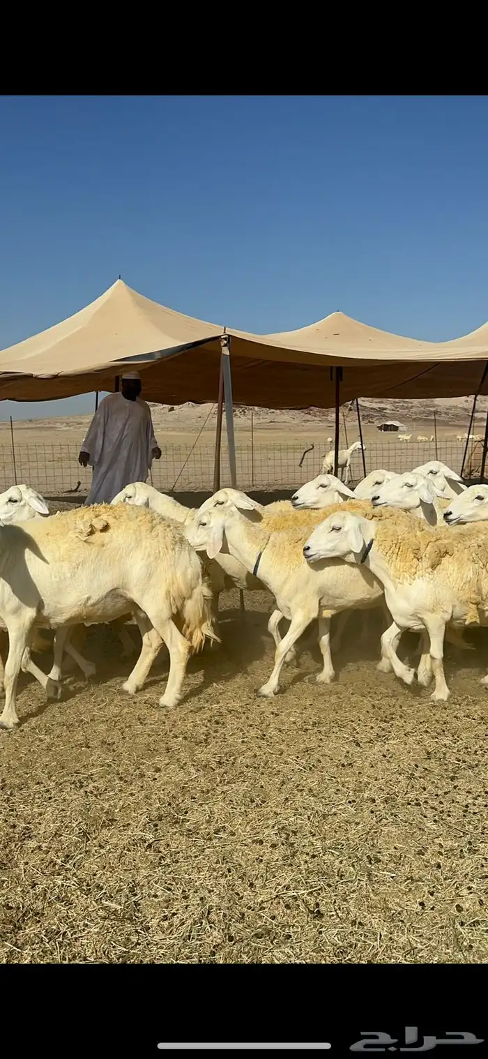 غنم خرية صنف الصنف تمتاز بشعرا الحرشا 59 تحتها 1 8