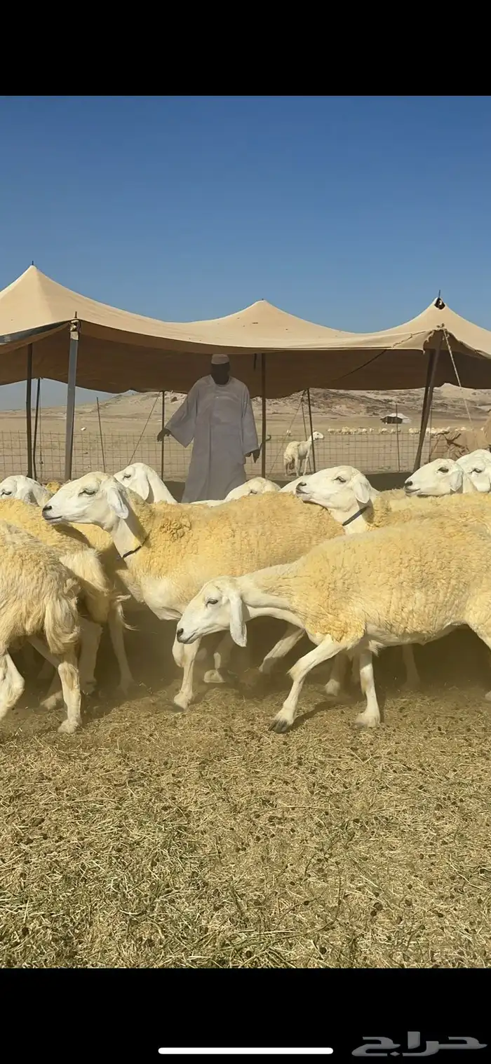 غنم خرية صنف الصنف تمتاز بشعرا الحرشا 59 تحتها 1 5