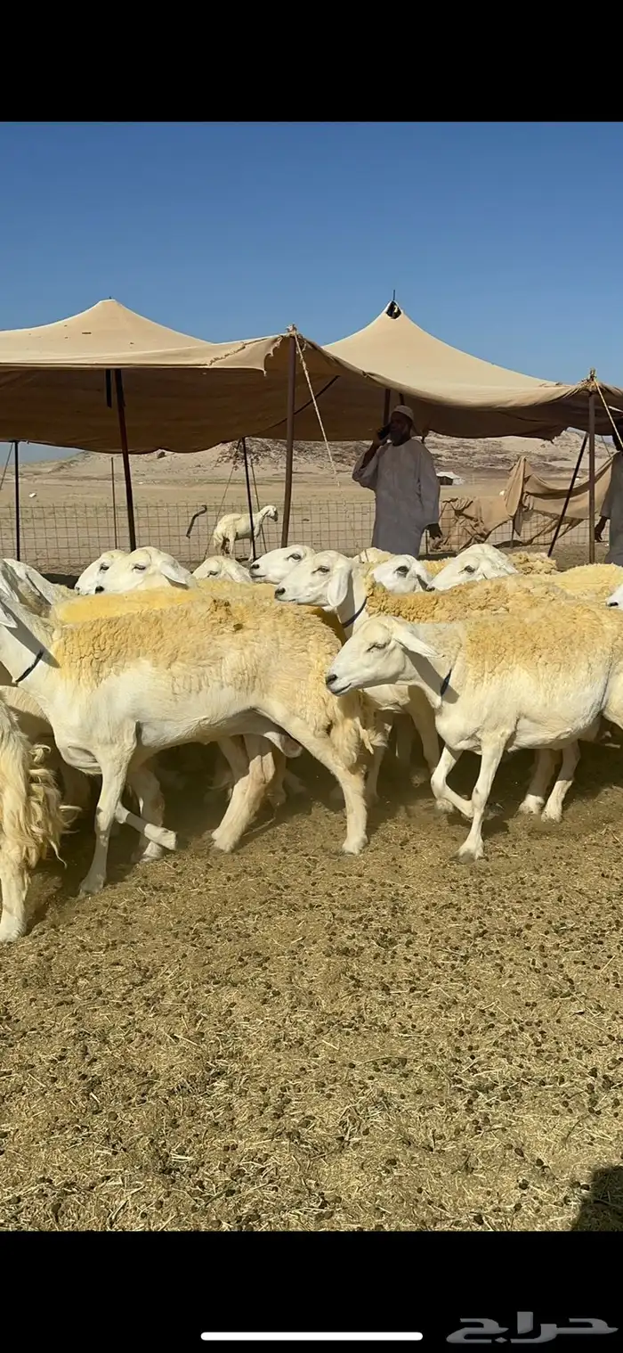 غنم خرية صنف الصنف تمتاز بشعرا الحرشا 59 تحتها 1 12