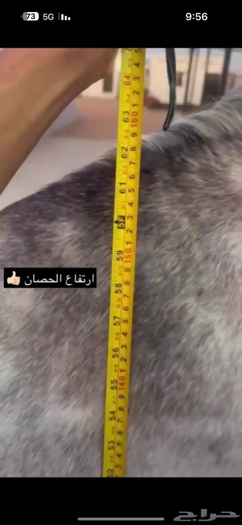 فحل واهو فاخر دماء لعب حركة 5