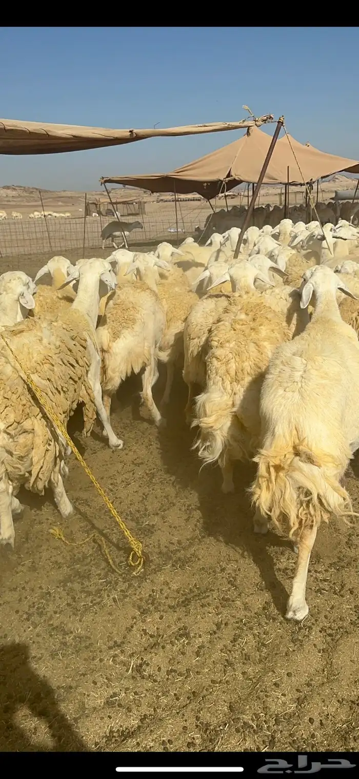 غنم خرية صنف الصنف تمتاز بشعرا الحرشا 59 تحتها 1 15