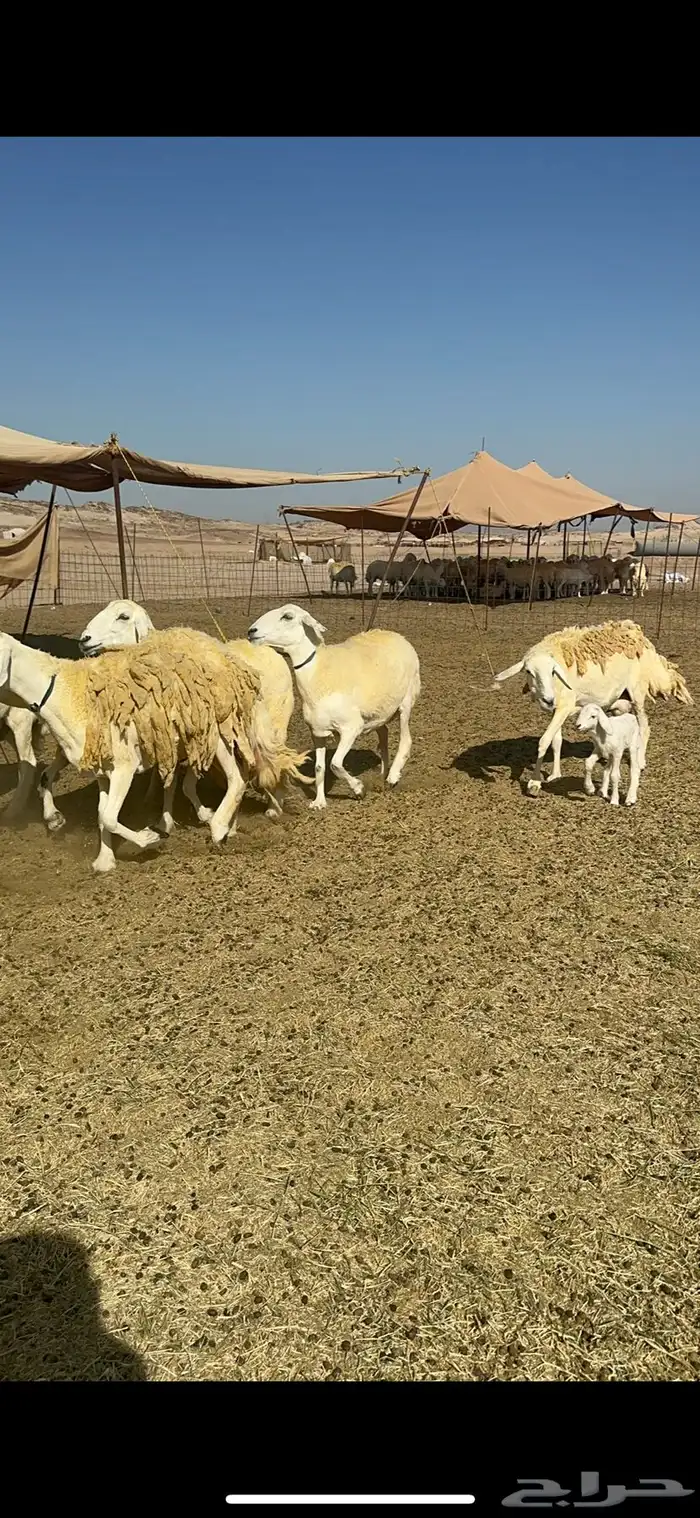 غنم خرية صنف الصنف تمتاز بشعرا الحرشا 59 تحتها 1 3