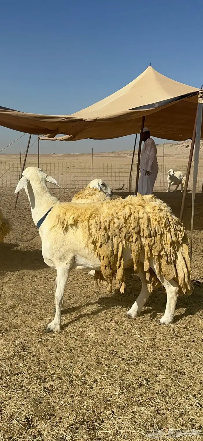 غنم خرية صنف الصنف تمتاز بشعرا الحرشا 59 تحتها 1 0