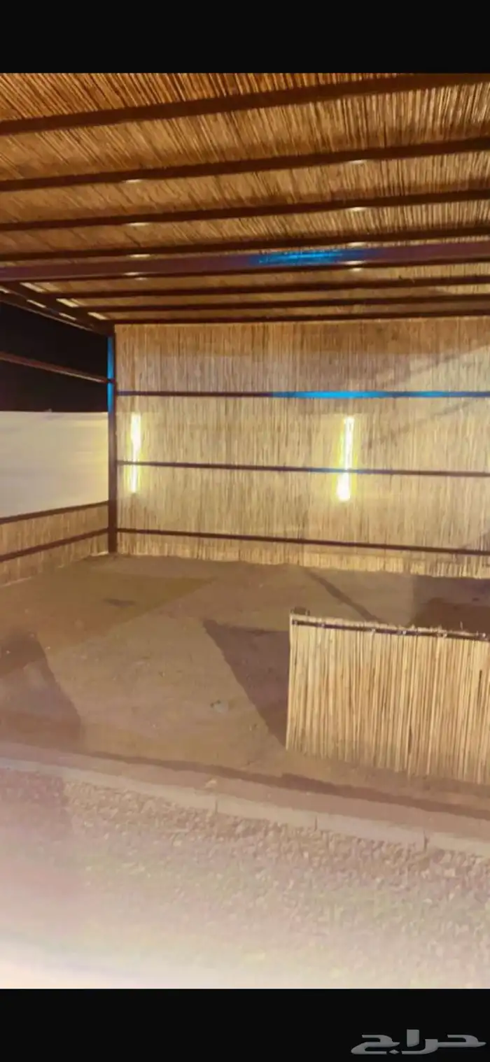 خيزران بامبو 0