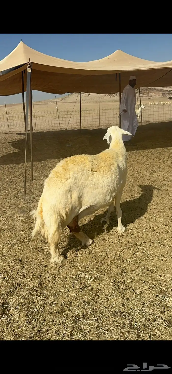 غنم خرية صنف الصنف تمتاز بشعرا الحرشا 59 تحتها 1 4