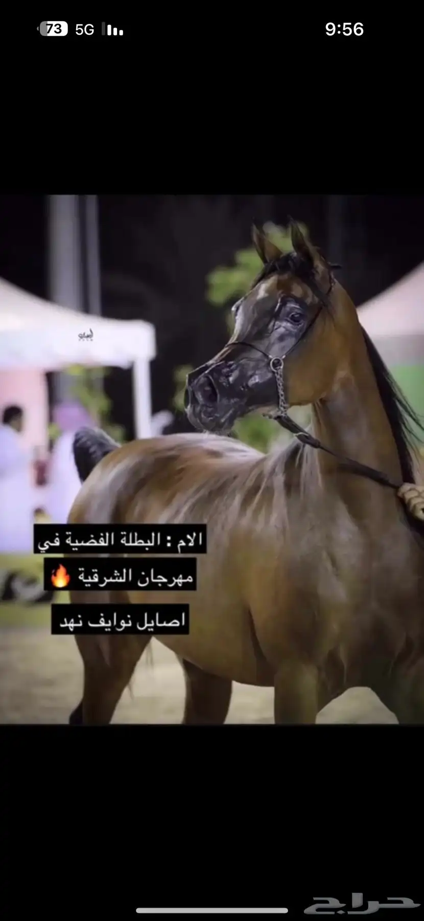 فحل واهو فاخر دماء لعب حركة 3