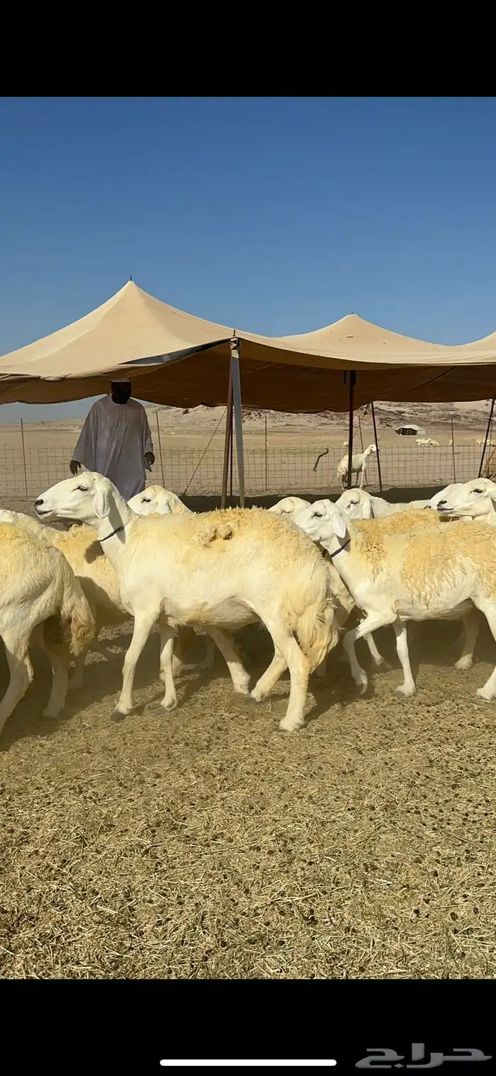 غنم خرية صنف الصنف تمتاز بشعرا الحرشا 59 تحتها 1 7