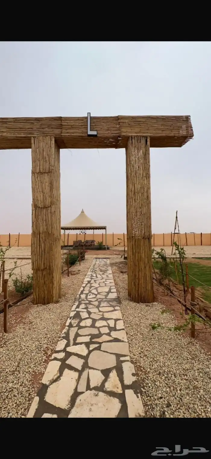 خيزران بامبو 6