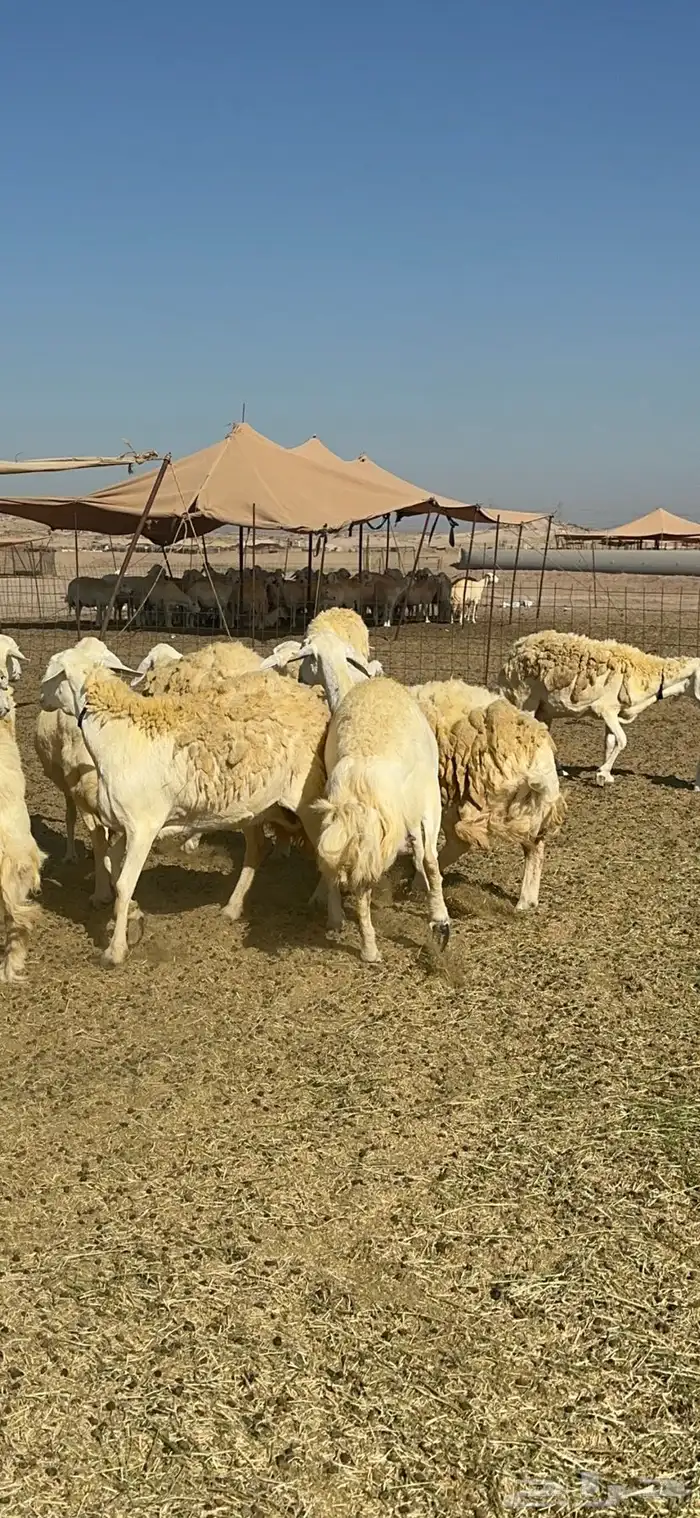 غنم خرية صنف الصنف تمتاز بشعرا الحرشا 59 تحتها 1 9