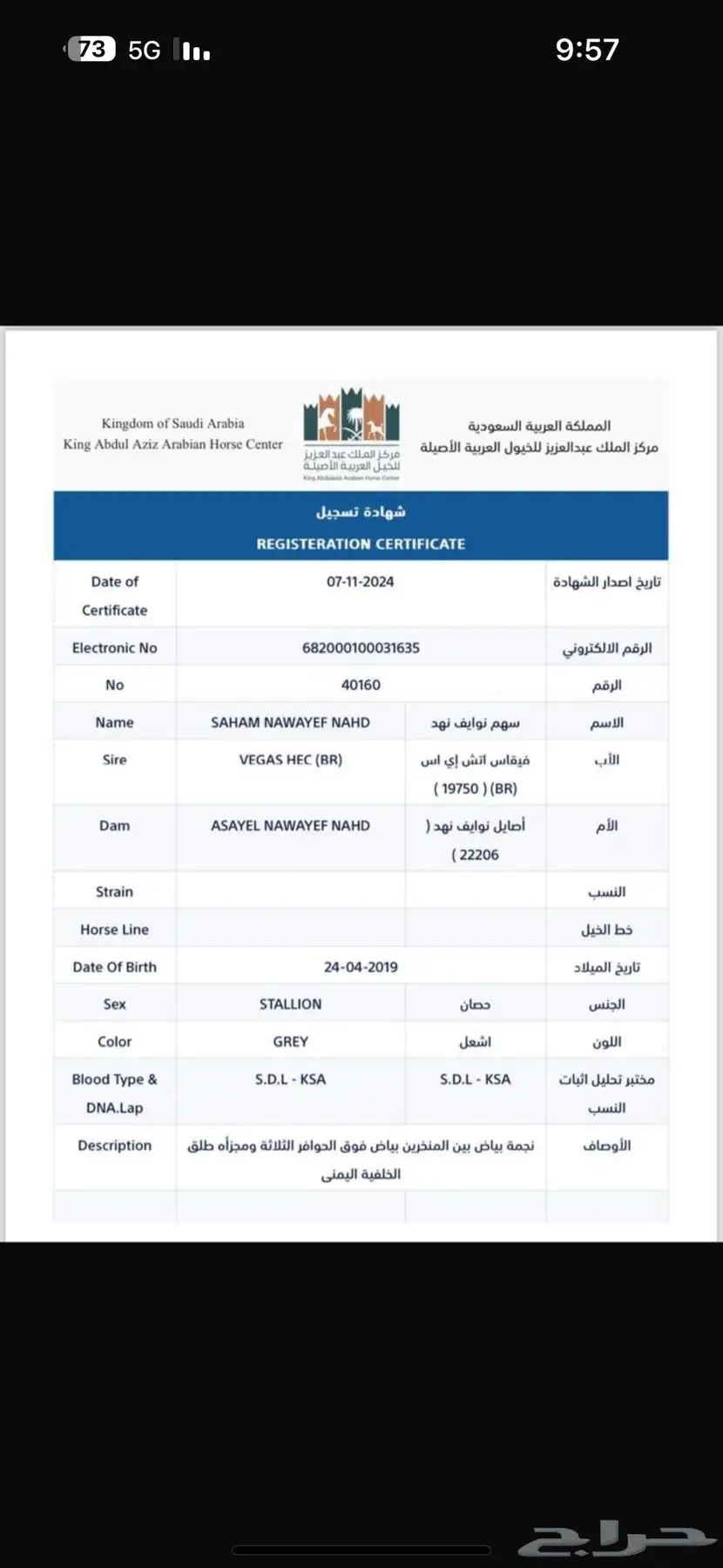 فحل واهو فاخر دماء لعب حركة 13