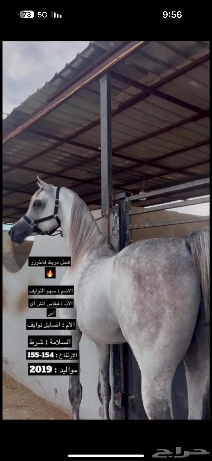 فحل واهو فاخر دماء لعب حركة 1
