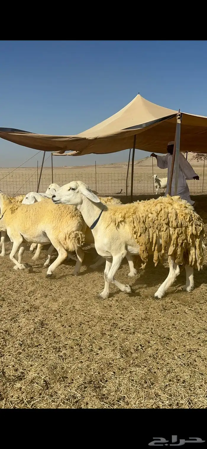 غنم خرية صنف الصنف تمتاز بشعرا الحرشا 59 تحتها 1 11