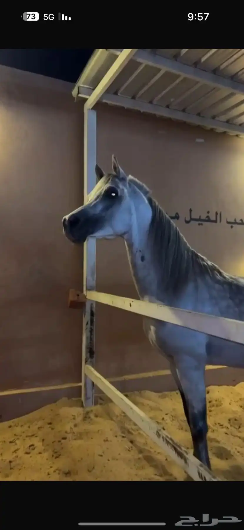 فحل واهو فاخر دماء لعب حركة 8