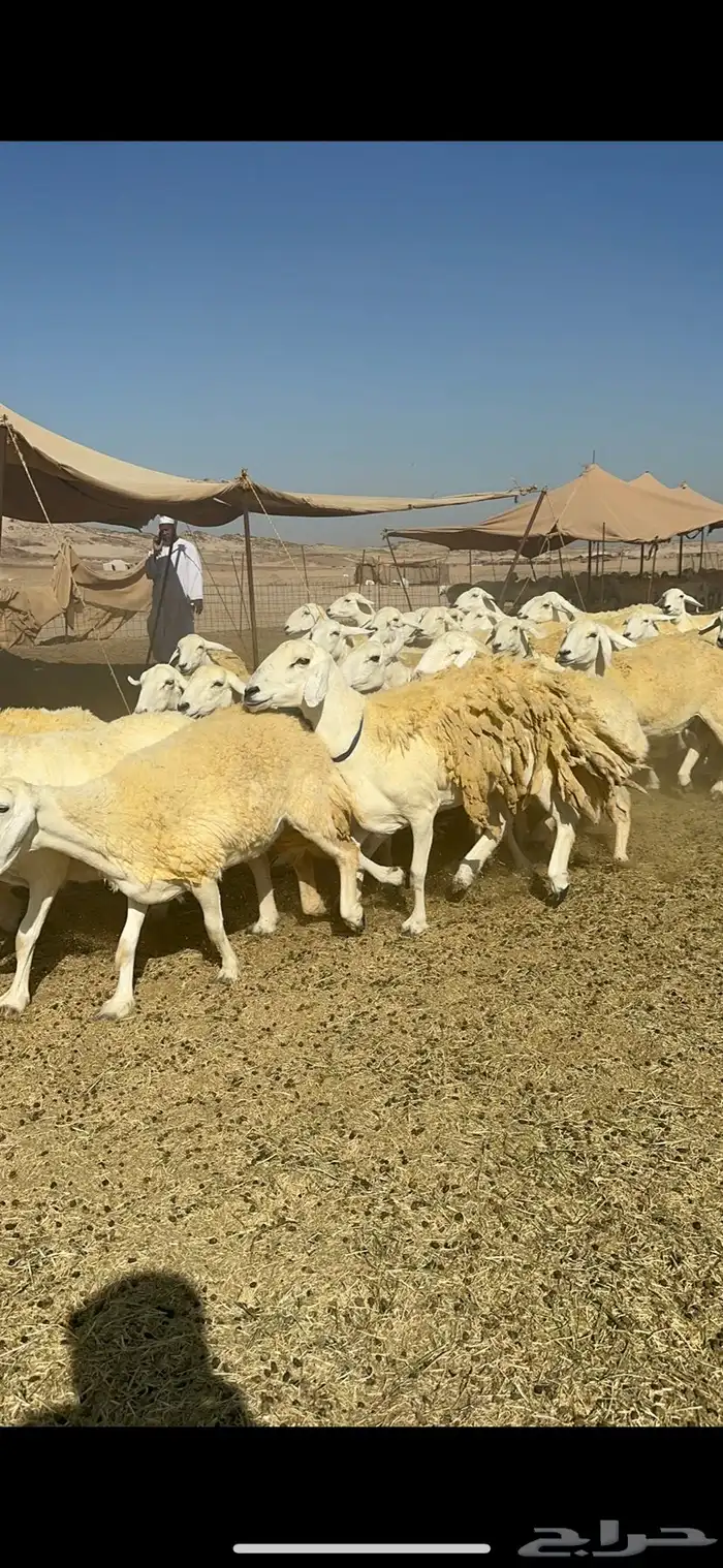 غنم خرية صنف الصنف تمتاز بشعرا الحرشا 59 تحتها 1 2