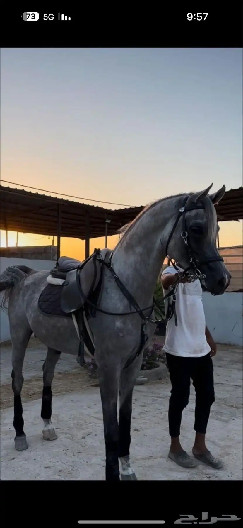 فحل واهو فاخر دماء لعب حركة 10