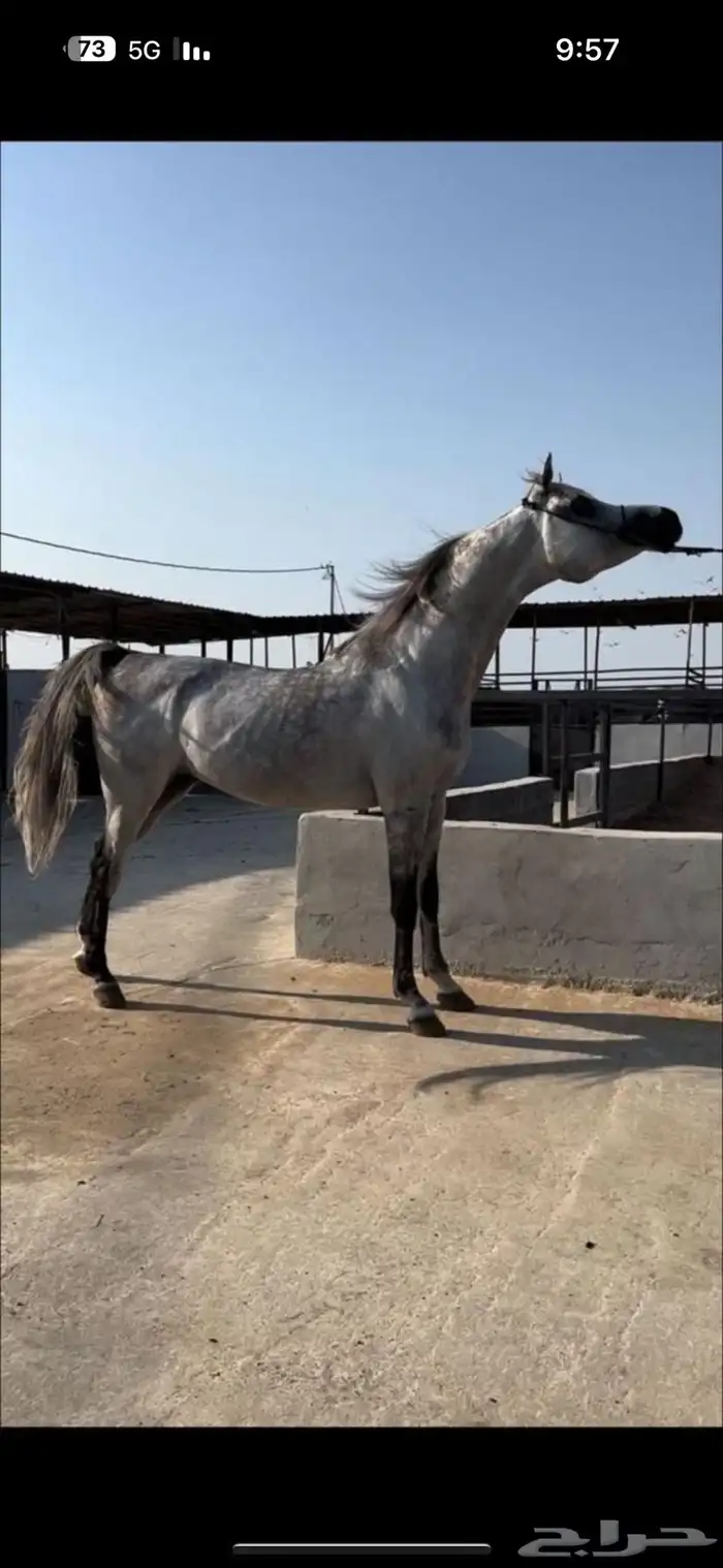 فحل واهو فاخر دماء لعب حركة 11