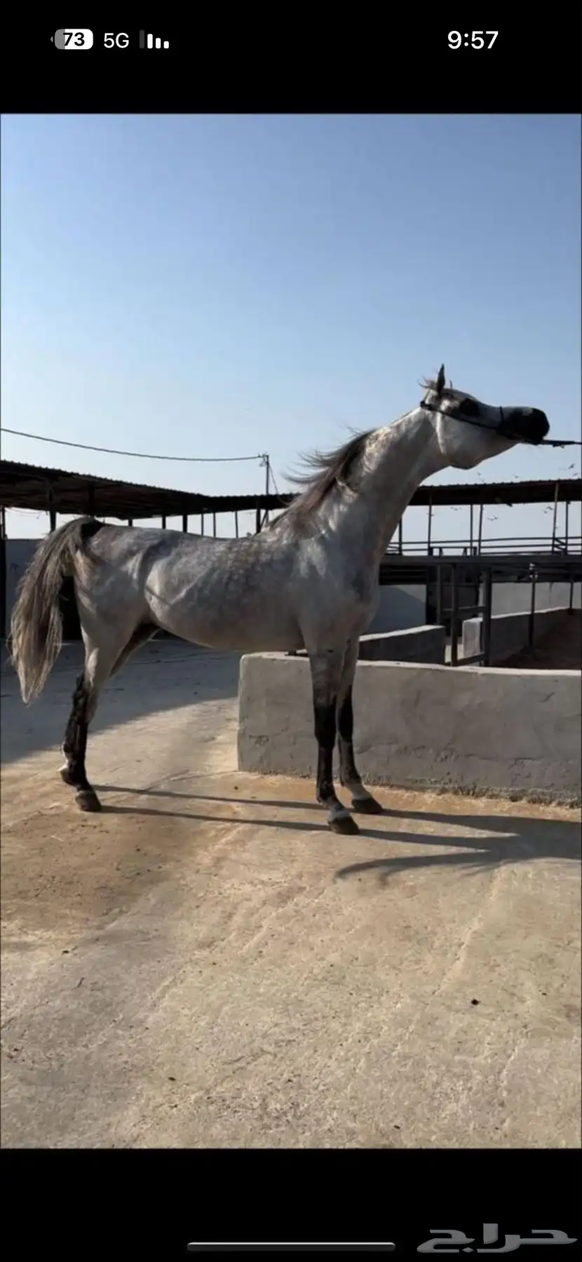 فحل واهو فاخر دماء لعب حركة 11