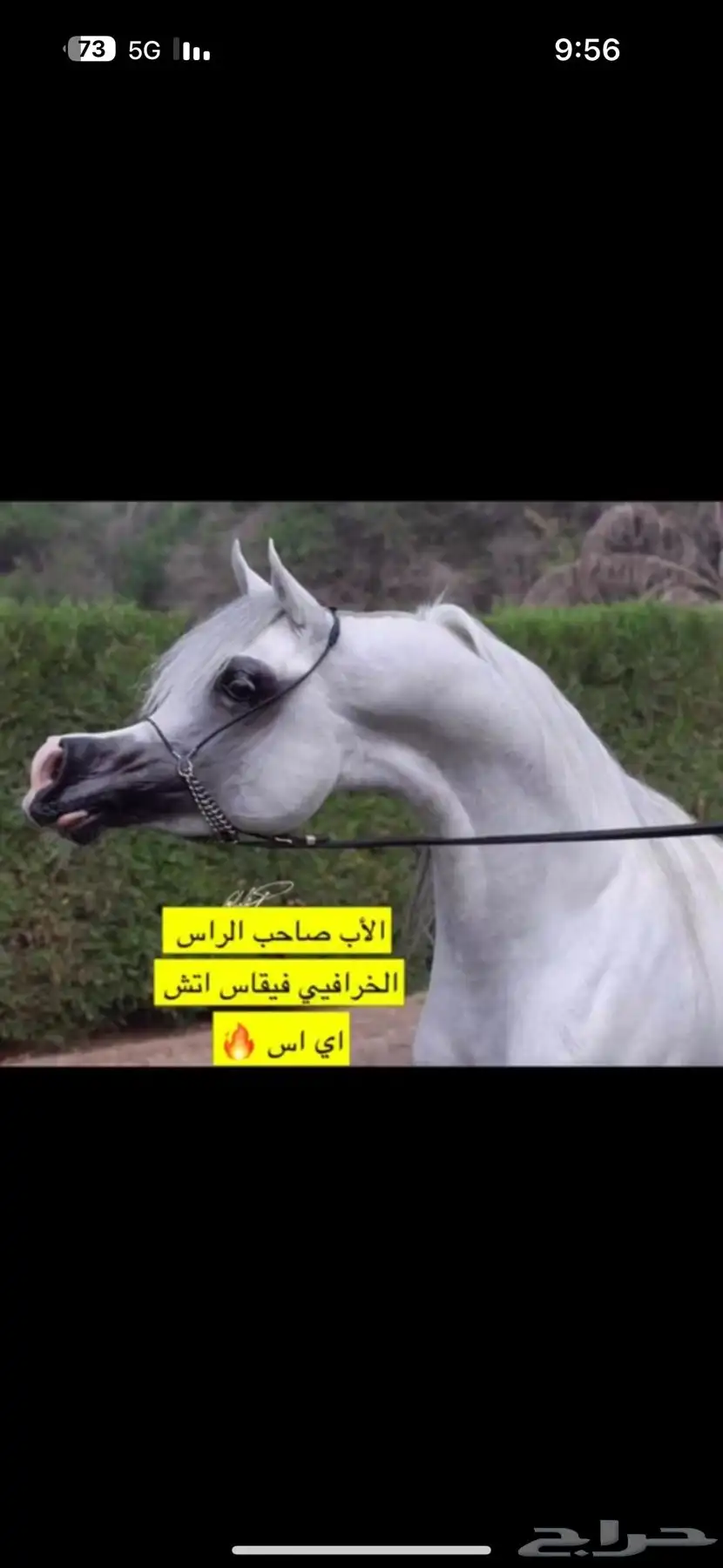 فحل واهو فاخر دماء لعب حركة 2