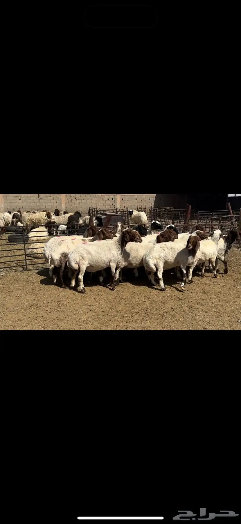 غنم نعيم دفيع 1