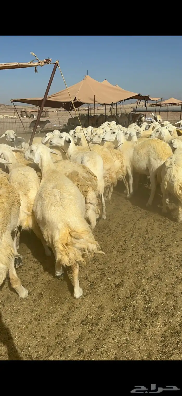 غنم خرية صنف الصنف تمتاز بشعرا الحرشا 59 تحتها 1 16