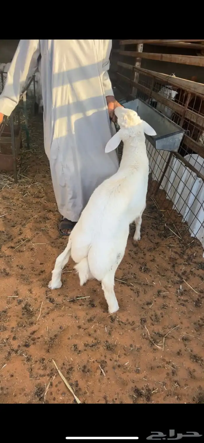 ذبائح حريات 2