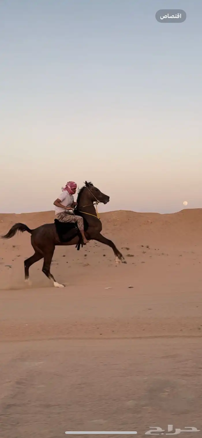 مهر شعبي حار 0