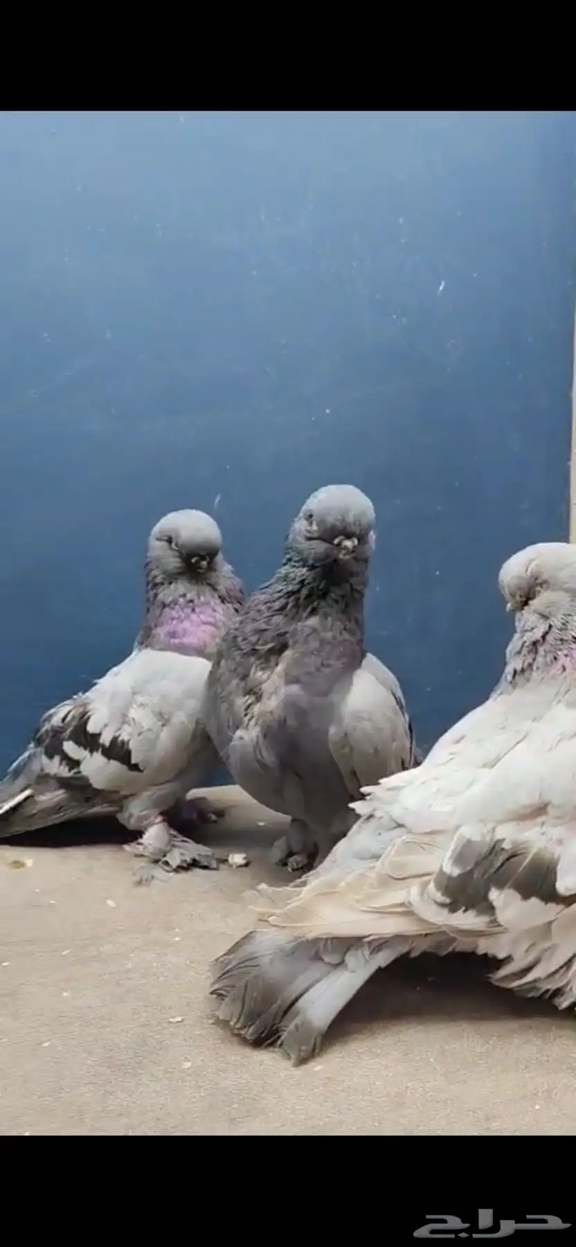 حمام لونق فيس 1