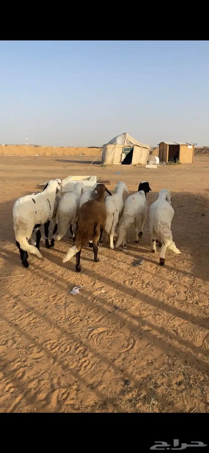 خرفان سواكن مرابي فااخرة 4