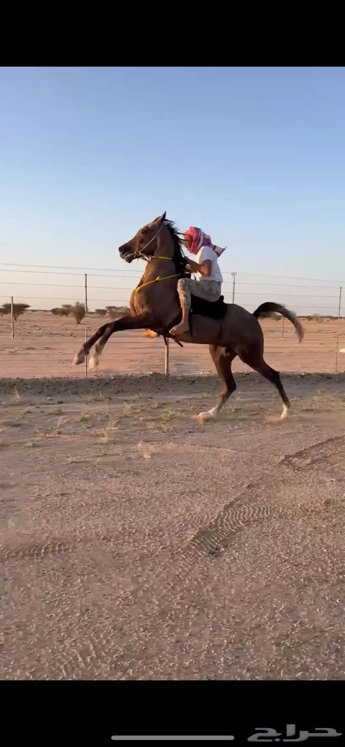 مهر شعبي حار 2