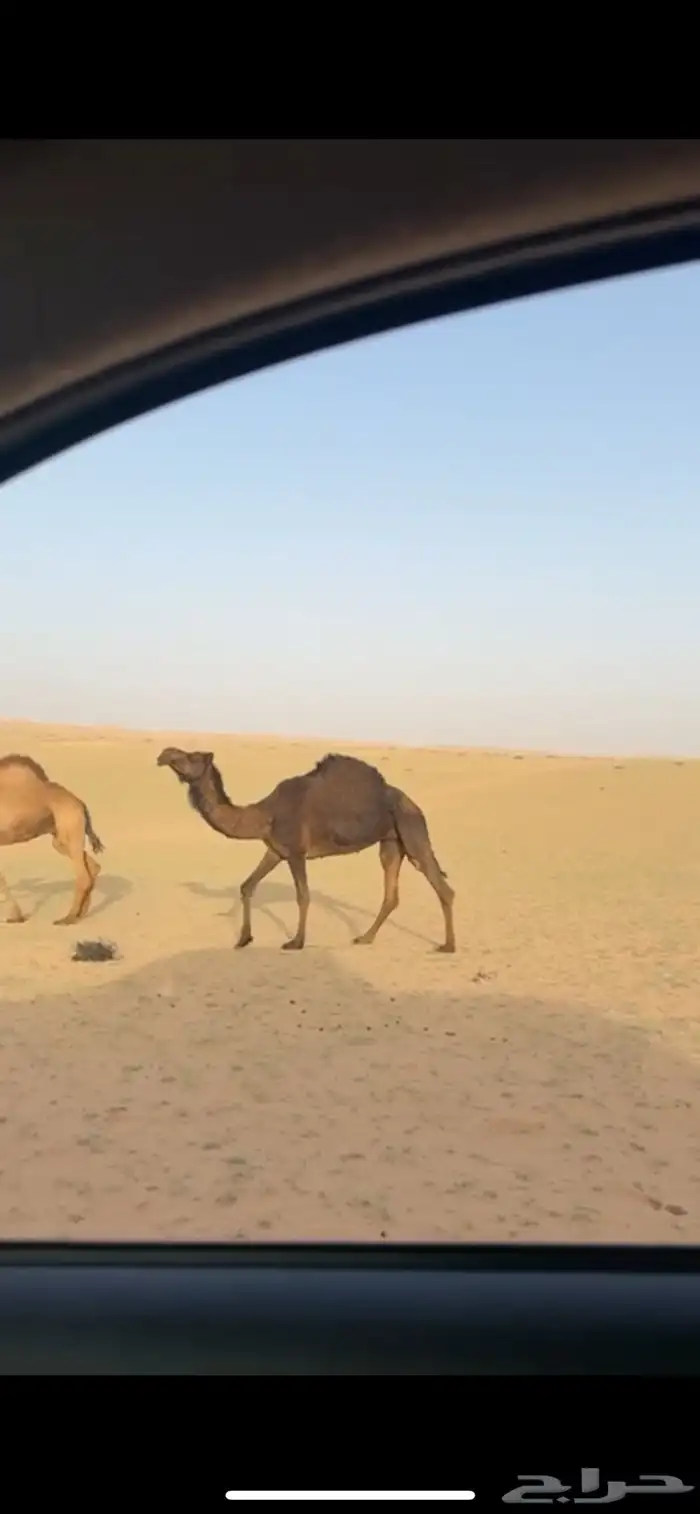 للبيع ناقتين شحم 2