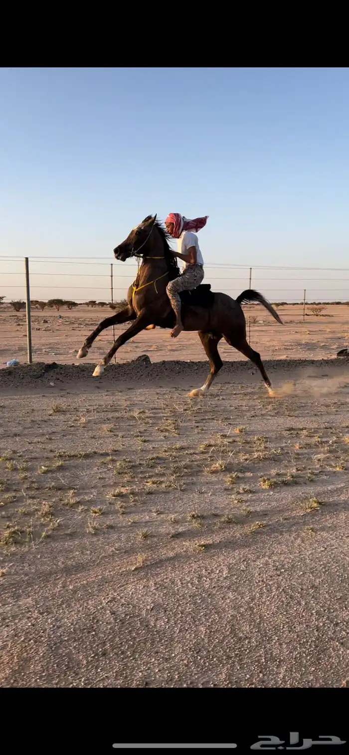 مهر شعبي حار 3