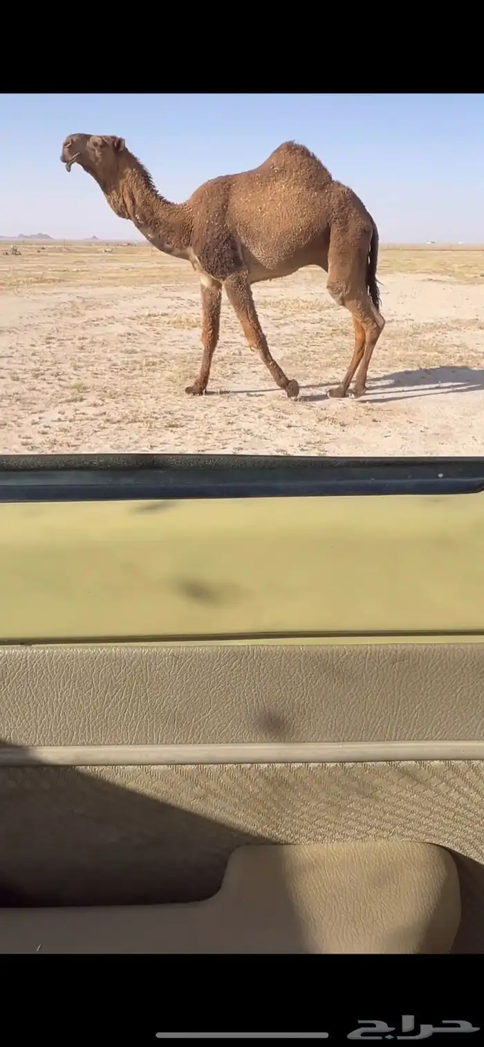 للبيع القعود الكفو 0