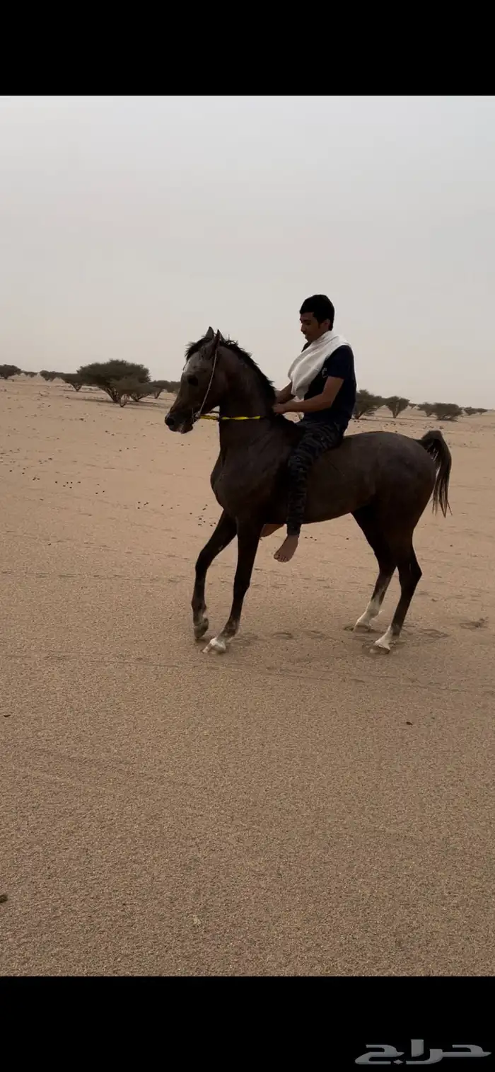 مهر شعبي حار 1